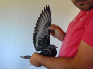 Pigeon image