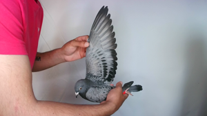 Pigeon image