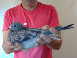 Pigeon image