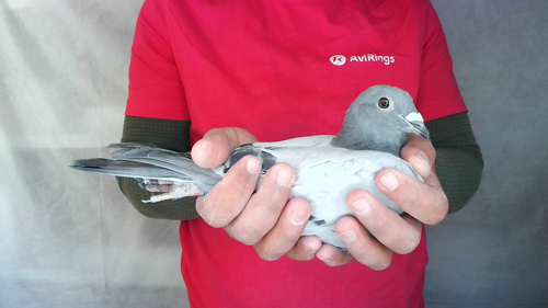 Pigeon image