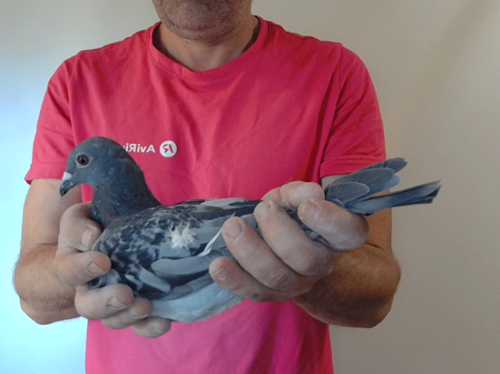 Pigeon image