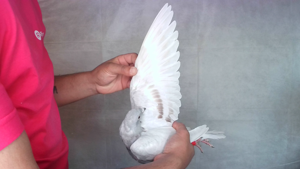 Pigeon image