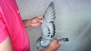 Pigeon image