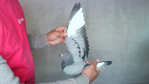 Pigeon image
