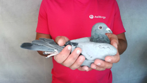 Pigeon image