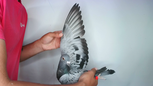 Pigeon image