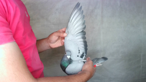 Pigeon image