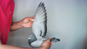 Pigeon image