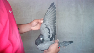 Pigeon image