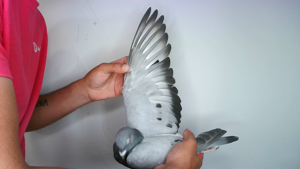 Pigeon image