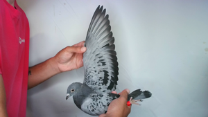 Pigeon image
