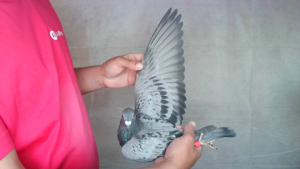 Pigeon image