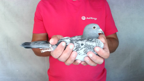 Pigeon image