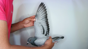 Pigeon image