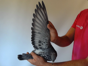 Pigeon image