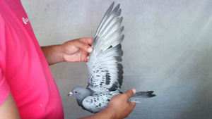 Pigeon image