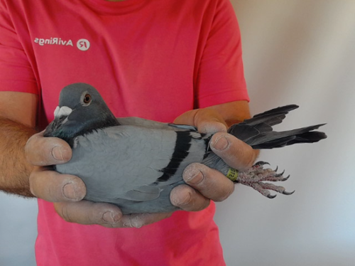 Pigeon image