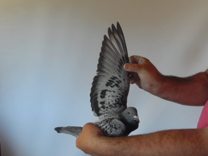 Pigeon image