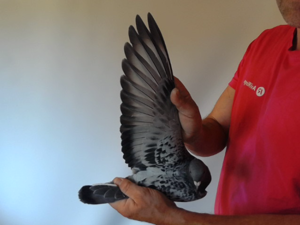 Pigeon image