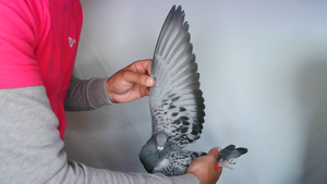Pigeon image