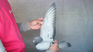 Pigeon image