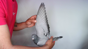Pigeon image