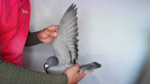 Pigeon image