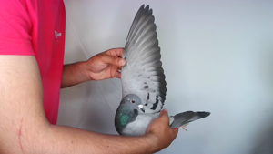 Pigeon image