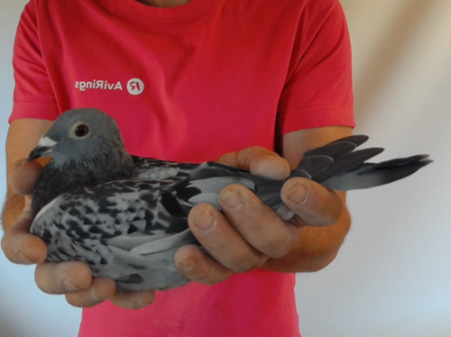 Pigeon image