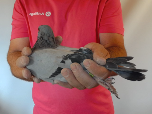 Pigeon image