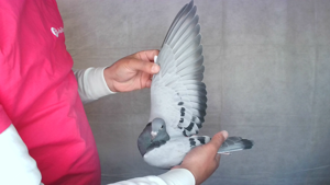 Pigeon image