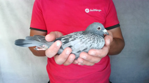 Pigeon image