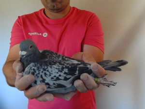 Pigeon image