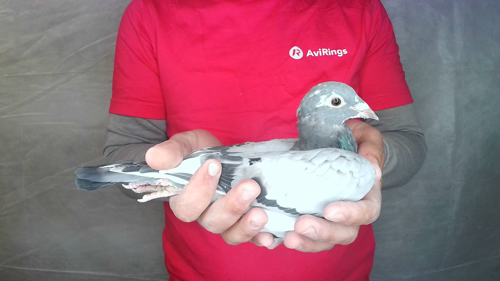 Pigeon image