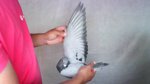 Pigeon image