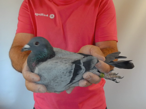 Pigeon image