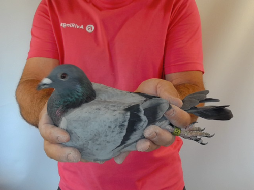 Pigeon image