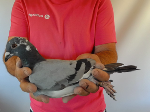 Pigeon image
