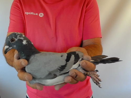 Pigeon image