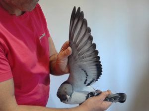 Pigeon image