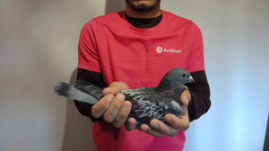 Pigeon image