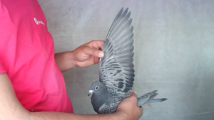 Pigeon image