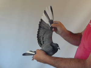 Pigeon image