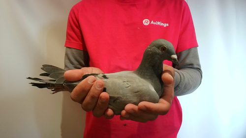 Pigeon image