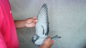 Pigeon image
