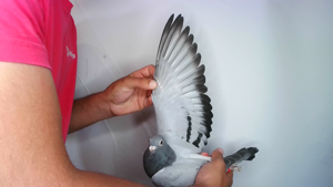 Pigeon image