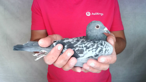 Pigeon image
