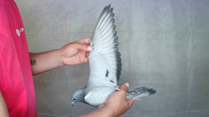 Pigeon image