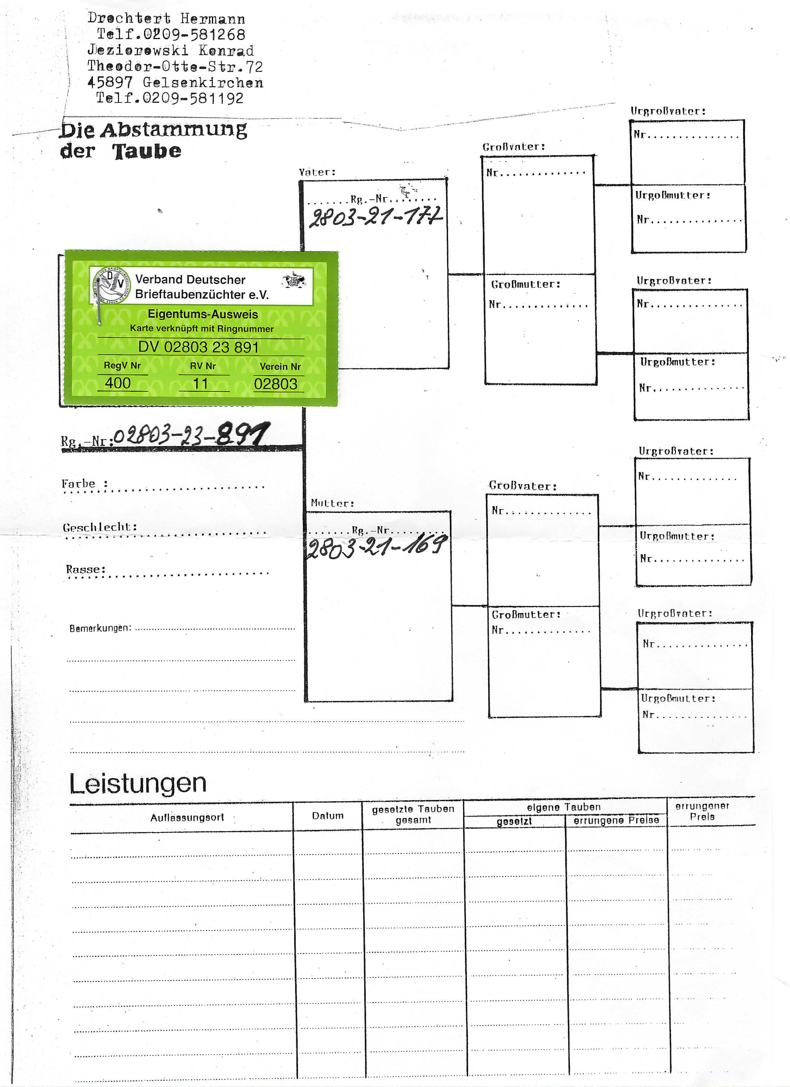 Pigeon pedigree image