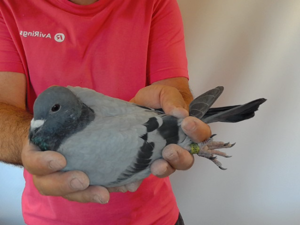 Pigeon image